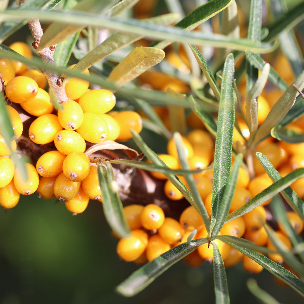 Orangegelb leuchten die kleinen Früchte des Sanddorn.